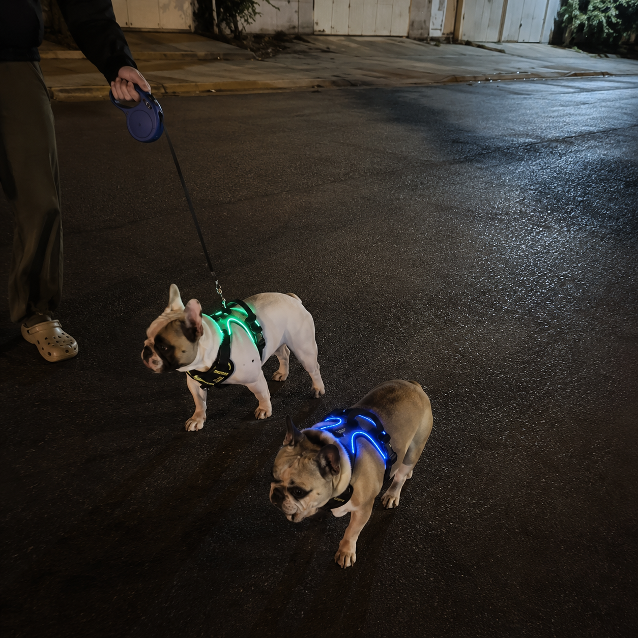 LED Light-Up Dog Harness — Rechargeable